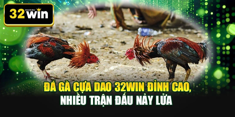 Đá gà cựa dao