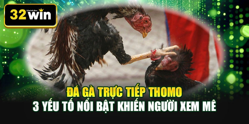 Đá gà trực tiếp Thomo