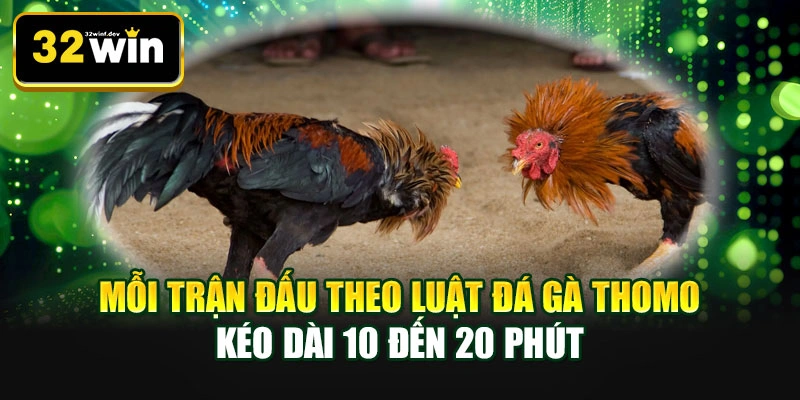 Mỗi trận đấu theo luật đá gà Thomo kéo dài 10 đến 20 phút